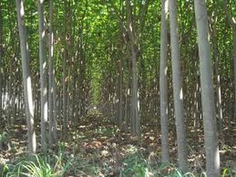 Beneficios de la Lana Mineral en Construcciones Ligeras